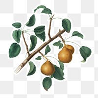 Hand drawn seckel pear fruit sticker design element