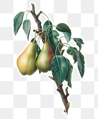 Hand drawn lemon pear fruit sticker design element