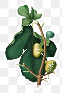 Hand drawn white-peel fig fruit sticker design element