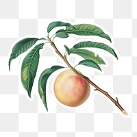 Hand drawn peach fruit sticker design element