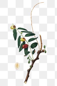 Hand drawn jujube fruits on a branch design element