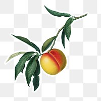 Hand drawn peach fruit sticker design element