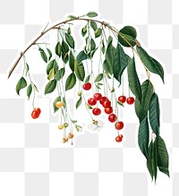 Hand drawn red cherries on a branch sticker design element