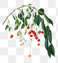 Hand drawn red cherries on a branch design element