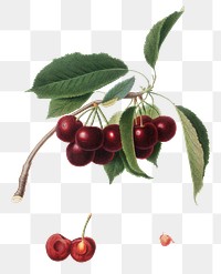 Hand drawn cherry fruit design element