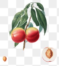 Hand drawn peach fruit design element