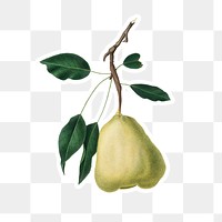 Hand drawn pear fruit sticker design element