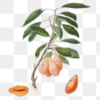 Hand drawn plum fruit design element