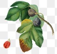 Hand drawn fig fruit design element