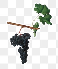 Hand drawn bunch of Dolcetto wine grapes sticker design element