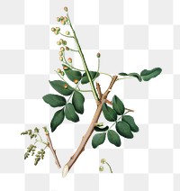 Hand drawn pistachio on a branch design element