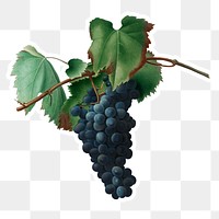 Hand drawn bunch of black grapevine sticker design element