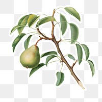 Hand drawn pear fruit sticker design element