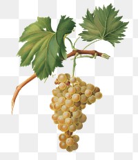 Hand drawn grape vine design element