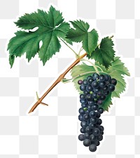 Hand drawn bunch of Aleatico wine grape sticker design element