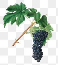 Hand drawn bunch of Aleatico wine grape design element