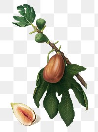 Hand drawn fig fruit design element