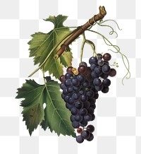 Hand drawn bunch of black grapes design element