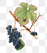 Hand drawn bunch of Barbera grapes sticker design element