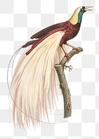 Emperor bird of paradise png vintage drawing illustration