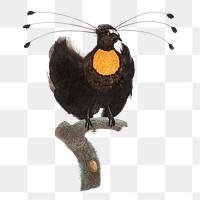 Western parotia bird png vintage drawing illustration