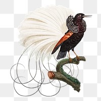 Twelve wired bird of paradise png vintage drawing illustration