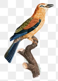 Young African roller bird png vintage drawing illustration