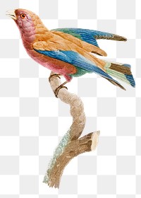 Vintage young violet roller bird hand drawn png animal sticker