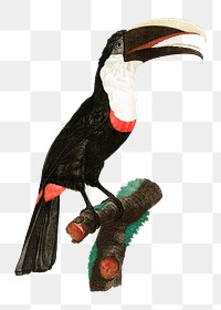 Toco toucan bird png vintage drawing illustration