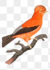 Vintage Andean cock of the rock bird png animal sticker