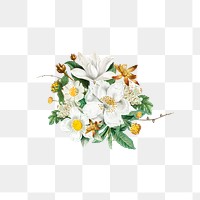 Blooming vintage mountain camellia transparent png