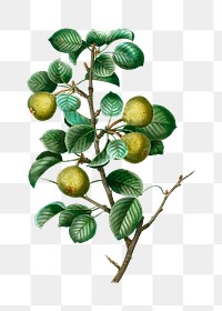 Pear tree plant transparent png