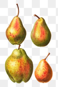 Pears collection set transparent png