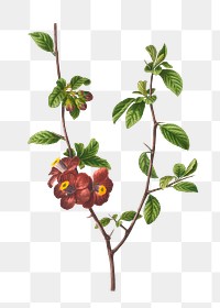 Flowering quince plant transparent png