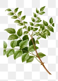 ommon prickly-ash transparent png