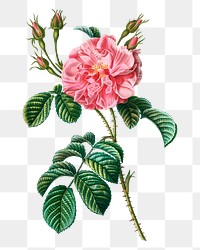 Pink ever-blowing rose transparent png