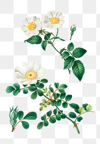 White rose of York - Scotch roses transparent png