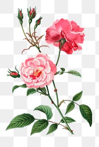 Pink ever-blowing rose transparent png