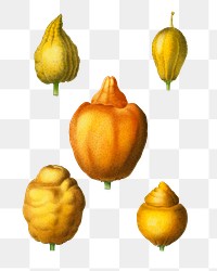 Various shapes of citrus transparent png