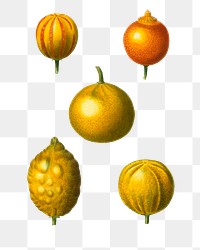arious citrus fruits transparent png