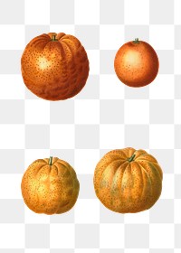 Bitter orange fruits transparent png