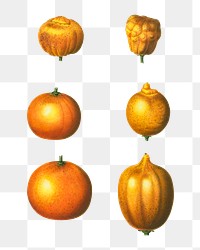 Various types of oranges transparent png