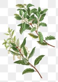 vergreen oak branch transparent png