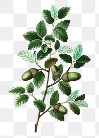 Cork oak plant transparent png