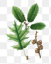 Eastern black oak and chestnut oak transparent png