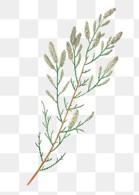 Vintage French tamarisk branch transparent png