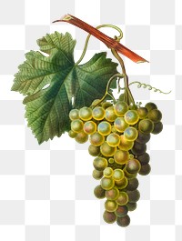 Vintage grape vine branch transparent png