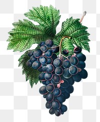 Blue grape vine transparent png