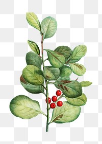 Lingonberry evergreen shrub transparent png ​​​​​​