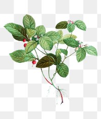 American wintergreen leaves transparent png